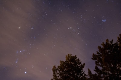 在繁星闪烁的夜晚,绿叶树的照片
